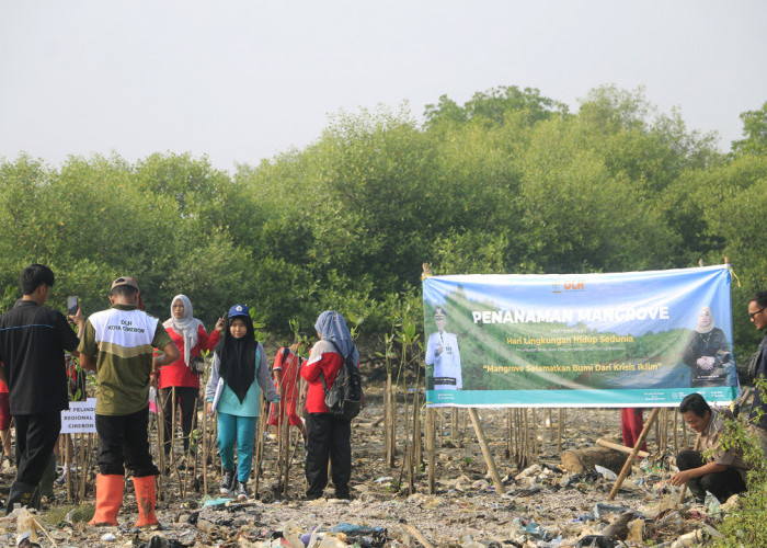 SELAMATKAN BUMI: Menanam mangrove menyelamatkan bumi dari krisis iklim. Karena itu, DLH mengajak seluruh elemen berpartisipasi, menanam mangrove di pesisir pantai Kota Cirebon. 