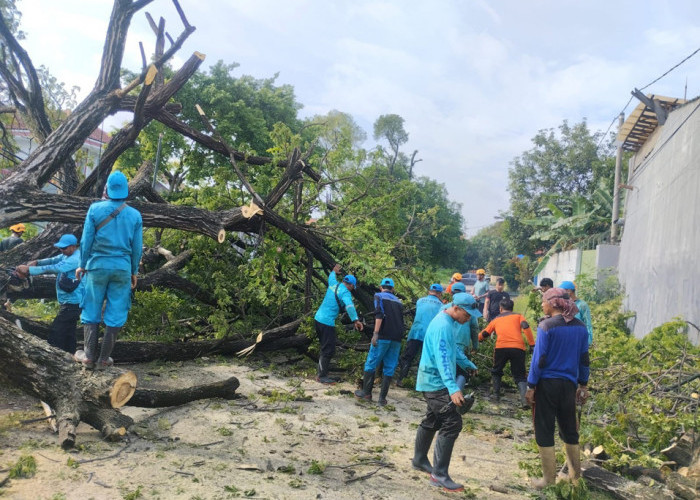 SIAGA: UPT Pertamanan dan Pemakaman DPRKP, selalu siaga 24 jam dalam menangani pohon tumbang. Disamping, tugas rutin setiap hari menata dan merawat taman kota.