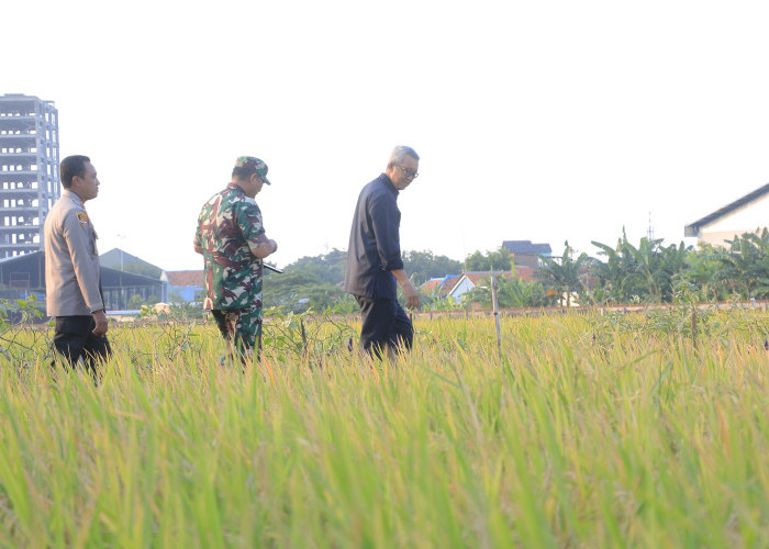 SINERGIS: Pj Walikota Agus Mulyadi, Dandim Kota Cirebon Robil Syaifullah dan Kapolres Cirebon Kota Rano Hadiyanto, berjalan bersama menyusuri sawah. Seluruh elemen Forkopimda dan mitra, Komitmen meningkatkan ketahanan pangan di Kota Cirebon.