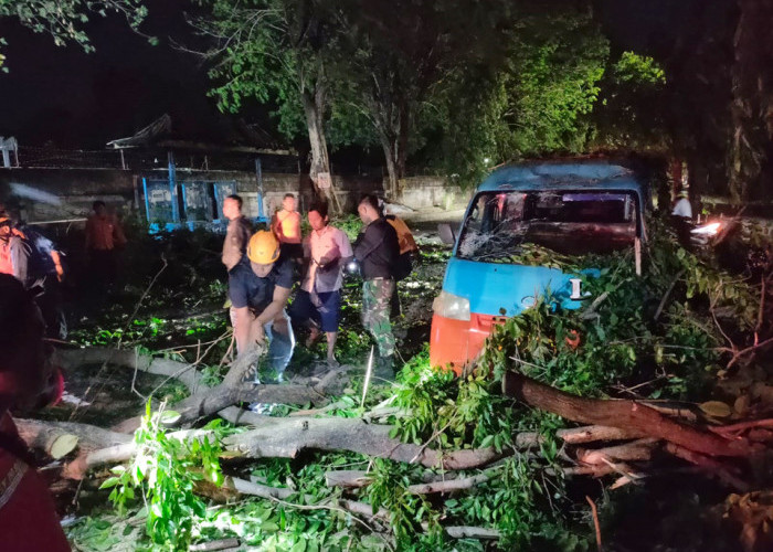 Pohon-pohon Bertumbangan, Banyak Akar dan Batang yang Keropos, Diduga Dibakar