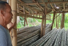 Momen Pemilu, Bisnis Bambu Sangat Menjanjikan, Sehari Bisa Layani 1000 Batang