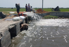 Pompa Air Laut yang Masuk ke Saluran Irigasi Pertanian