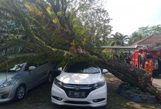 Tiga Mobil Rusak Tertimpa Pohon Tumbang di Puskesmas Luragung