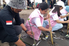 Tanam 1.000 Pohon Mangrove di Pantai Kalijaga