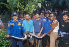 Musim Penghujan, Kasus Ular Masuk Permukiman di Kuningan Meningkat