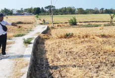 Lahan Pertanian Kekeringan, Petani Gagal Panen