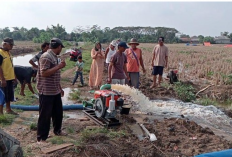 Kemarau, DKPP Dorong Petani Beralih ke Varietas Padi Tahan Kekeringan 