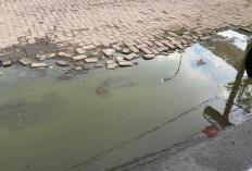 Mampet Bulanan sampai Menghijau, Saluran Drainase di Jalan Kartini Mampet