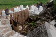 Gotong Royong Perbaiki Tanggul Ambles