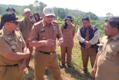 Terpaksa Panen Lebih Awal, Sawah di Desa Singkup Alami Kekeringan