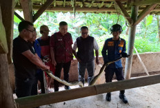 Ular Sanca Mangsa Hewan Ternak Milik Warga, Damkar Kuningan Turun Tangan