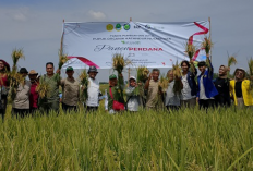 Musim Taman Rendeng, Gapoktan Sri Makmur Hasilkan 13 Ton Per Hektare Padi Organik