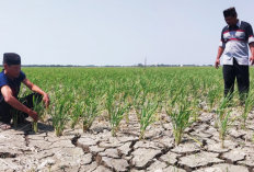 Kekeringan Meluas, 250 Hektare Sawah di Suranenggala Terancam Gagal Panen 