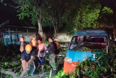 Banyak Pohon Tumbang, DPRKP Kota Cirebon Lakukan Pengecekan Kondisi Pohon di Tepian Jalan