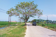 Ruas Jalan Suranenggala-Arjawinangun Kini Mulus 