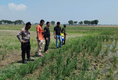 Petani Tewas Tersengat Jebakan Tikus Berlistrik