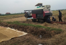  Petani Mulai Panen, Kabulog: Beras Lokal Mulai Masuk Gudang