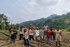 Petani Bisa Untung Rp247 Juta/Ha  