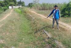 Musim Kemarau, Lahan Sawah Dibiarkan Nganggur