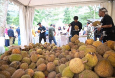 Sajikan 6.000 Durian Lokal 