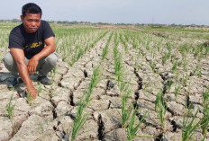 Kekeringan Lahan Sawah Meluas