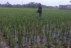 Kuota Dikurangi, Petani  Majalengka Kesulitan Dapat Pupuk Bersubsidi