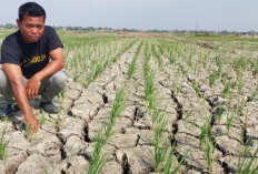 Lahan Pertanian Retak, Petani Gagal Panen