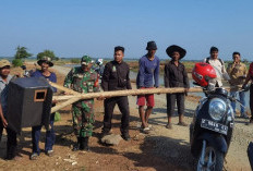 Atasi Serangan Hama Tikus Secara Alami