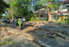 Pohon Tumbang Timpa Tiga Mobil di Bima, Saling Lempar Tanggung Jawab