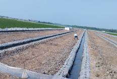 Petani Panik, Sawah Kekeringan, Ancaman Gagal Panen di Depan Mata