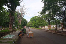 Warga Khawatirkan Pohon Mati di Kawasan Stadion Bima, Minta Dinas Terkait Segera Menanganinya