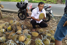 Kebun Durian Lokal Kuningan Capai 543,5 Hektare 