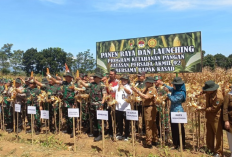 Ancaman El Nino, Yayasan Persada Akmil 92 Garap Ratusan Hektare Lahan Pertanian