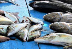 Produksi Ikan Laut Naik, Tingkat Konsumi Warga Kota Cirebon Rendah