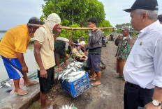 Desa Ambulu Akhirnya Panen Ikan Bandeng Lagi