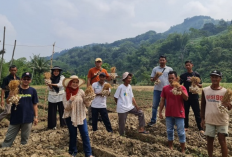 Unma Kembangkan Budidaya Bawang Putih Lokal di Dataran Rendah