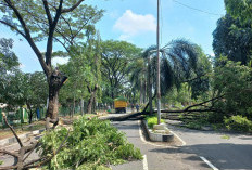 Tebang Pohon Rawan Tumbang