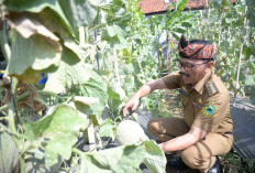 Pj Bupati Bareng Kadiskatan Panen Melon dan Jagung 