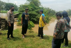 Tanggul Jebol, Banjir Rendam Sawah