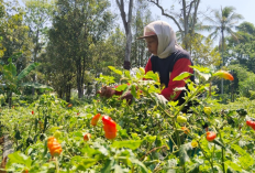 Alami Gagal Panen, Akibatnya Harga Cabai Jenis Jablay Melonjak Naik Rp80 Perkilo