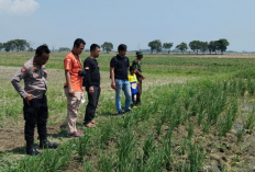 Jebakan Tikus Memakan Korban, Petani Asal Desa/Kecamatan Gabuswetan Ditemukan Tewas