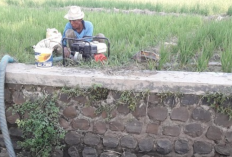 Lahan Pertanian di Kecamatan Kertajati Kekeringan