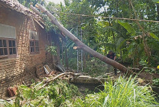 Pohon Tumbang, Rumah Warga Desa Susukan Rusak