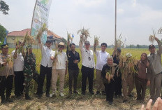 Panen Raya Padi Organik di Indramayu, BSIP Jawa Barat Targetkan Dalam 5 Tahun bisa Swasembada Pangan