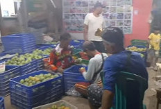 Harga Mangga Turun Drastis