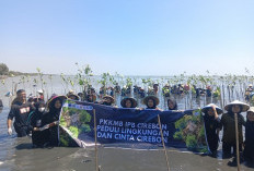 IPB Cirebon Gelar PKKMB dengan Bersih-bersih Pantai dan Tanam Mangrove