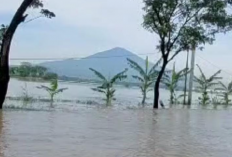 Harusnya Bulan Depan Bisa Panen, Ratusan Hektare Sawah Terendam Banjir dan Gagal Panen