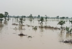 Sungai Cibuaya Meluap, 40 Ha Sawah Terendam Banjir 