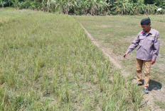 Sawah Mulai Kering, Puluhan Hektare Dibiarkan, Petani Minta Bantuan Pompa