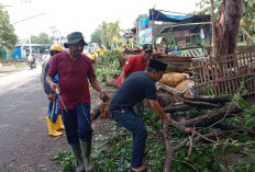 Gerak Cepat Atasi Pohon Tumbang